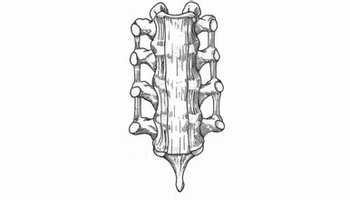 前纵韧带(anterior longitudinal ligament)是位于所有椎体和椎间