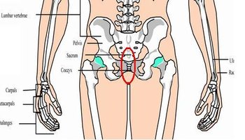 从西医解剖来说,尾骨前面有起于颅底