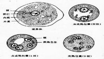 哈门氏内阿米巴