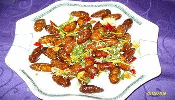 推荐:干煸蝉蛹.蝉蛹