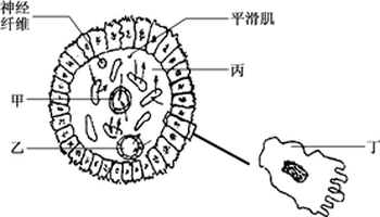 毛细淋巴管