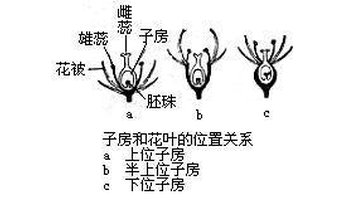 子房