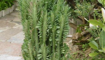 龙骨植物