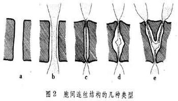 胞间连丝