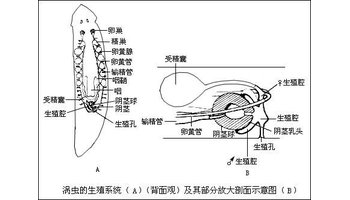 三角涡虫