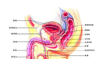 泌尿系感染,女性尿道综合症 泌尿科学涵盖的器官包括肾脏,输尿管,膀胱