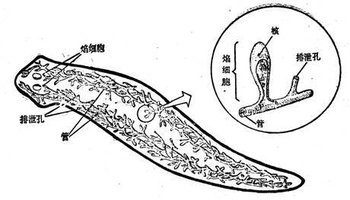 三角涡虫