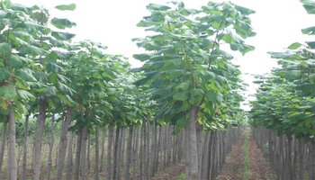 梓树梓树(学名:catalpa ovata)简称梓,紫葳科(bignoniaceae)梓属