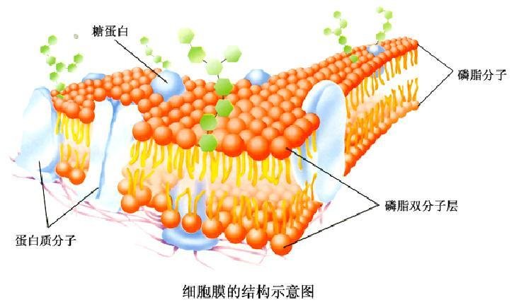 细胞膜流动性_增加细胞膜流动性_细胞膜的流动性是什么