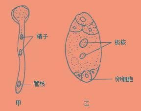配子体
