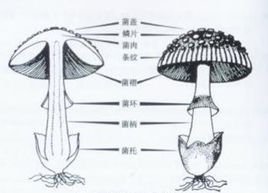 中文名称 菌托 外文名称 volva 形成原因 外菌幕破裂 性    质 囊状或