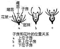 当传粉受精后,子房发育成果实.