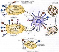 结核分枝杆菌