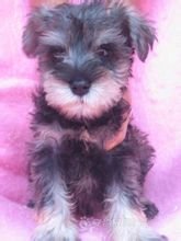 雪纳瑞 迷你雪纳瑞 保纯保健康 可签协议