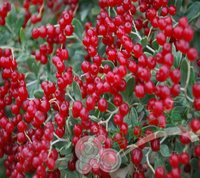 白刺（海葚子）