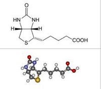 生物素能增强机体的免疫反应和感染的抵抗力