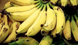 2一种改良的转基因甘蔗基因组dna提取方法