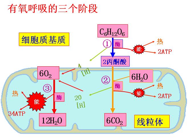 细胞呼吸