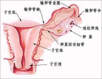 输卵管畸形