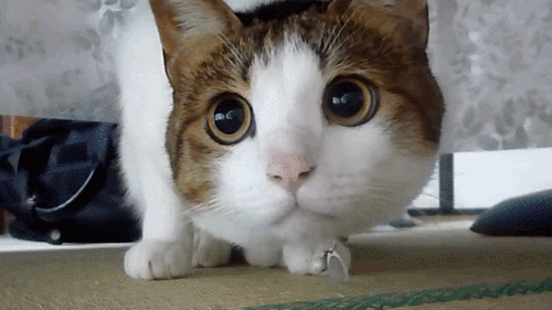 猫在昼间视觉纵不及人类夜视能力与追踪视觉上之活动物件却相当出色