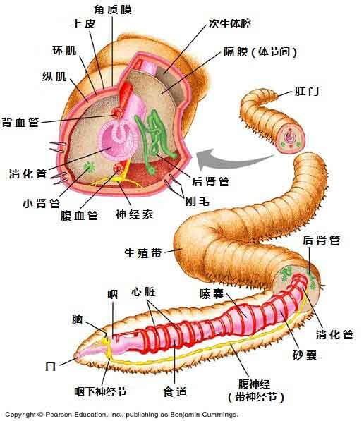地龙 功效