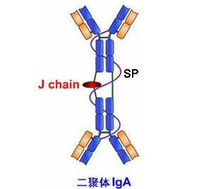 链(j链)为免疫球蛋白中连接两个或两个以上免疫球蛋白单体的多肽链