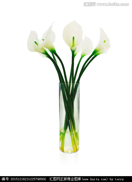 玻璃花瓶里的马蹄莲 马蹄莲属天南星科的球根花卉,马蹄莲属,为近年
