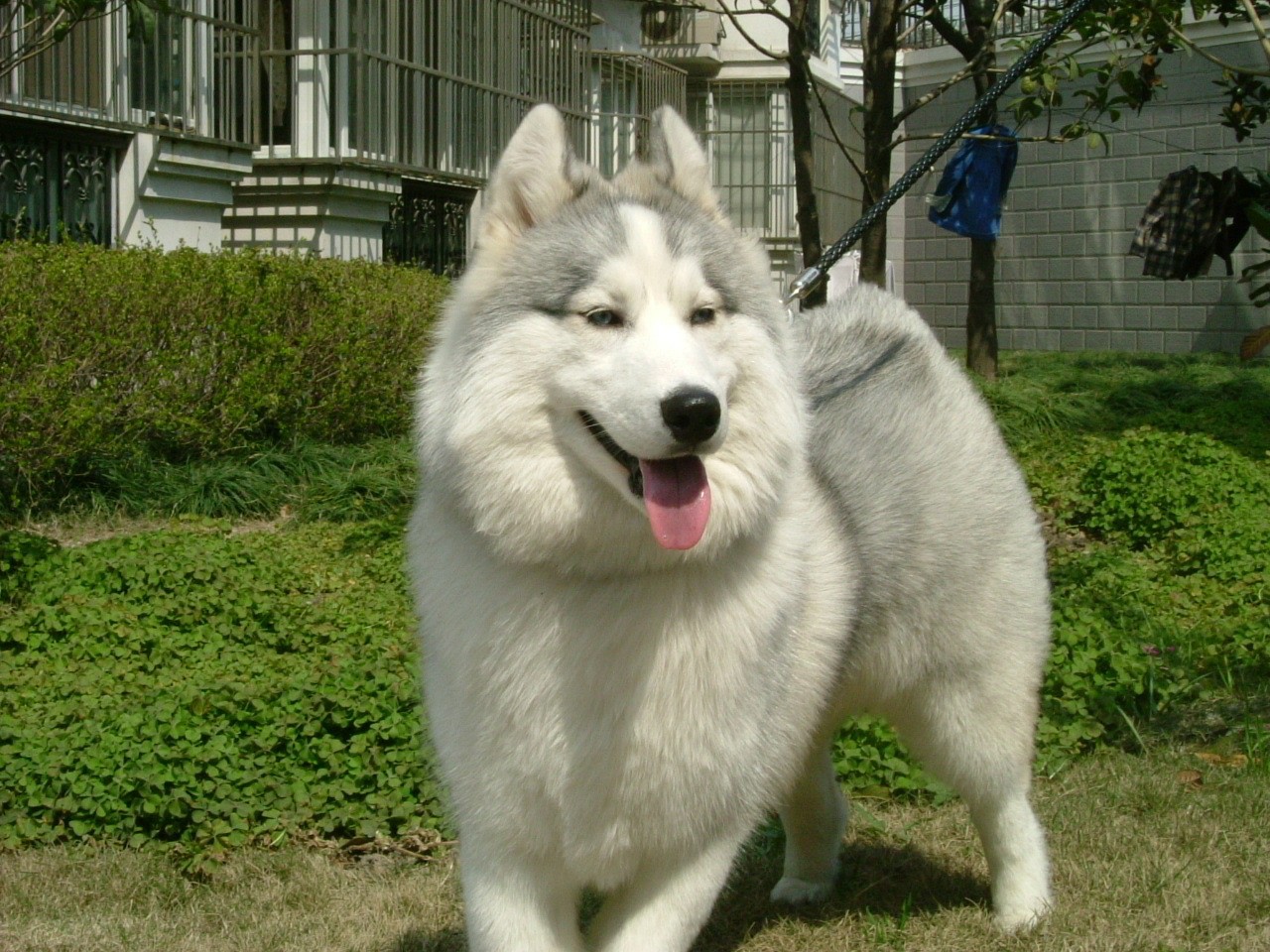 西伯利亚雪橇犬