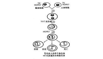 原生质体