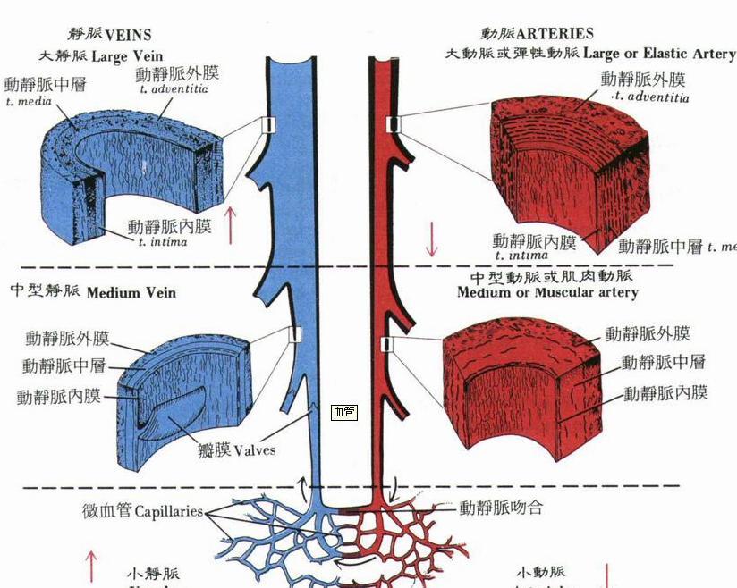 血管壁_好搜百科