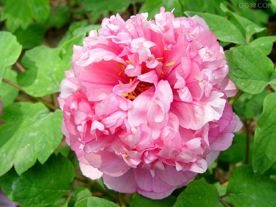 中文别名:曹州牡丹 界:植物界 门:被子植物门(angiospermae) 纲