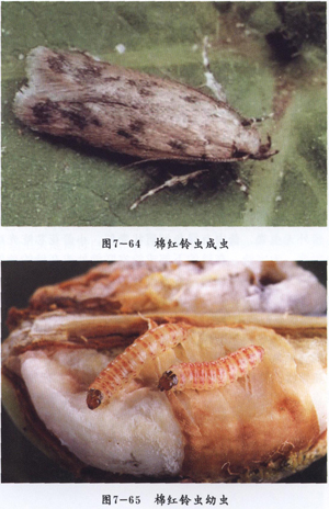 棉铃虫幼虫图片 识别图片