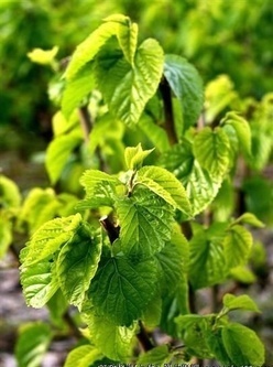 桑叶茶 桑叶茶的功效与主治